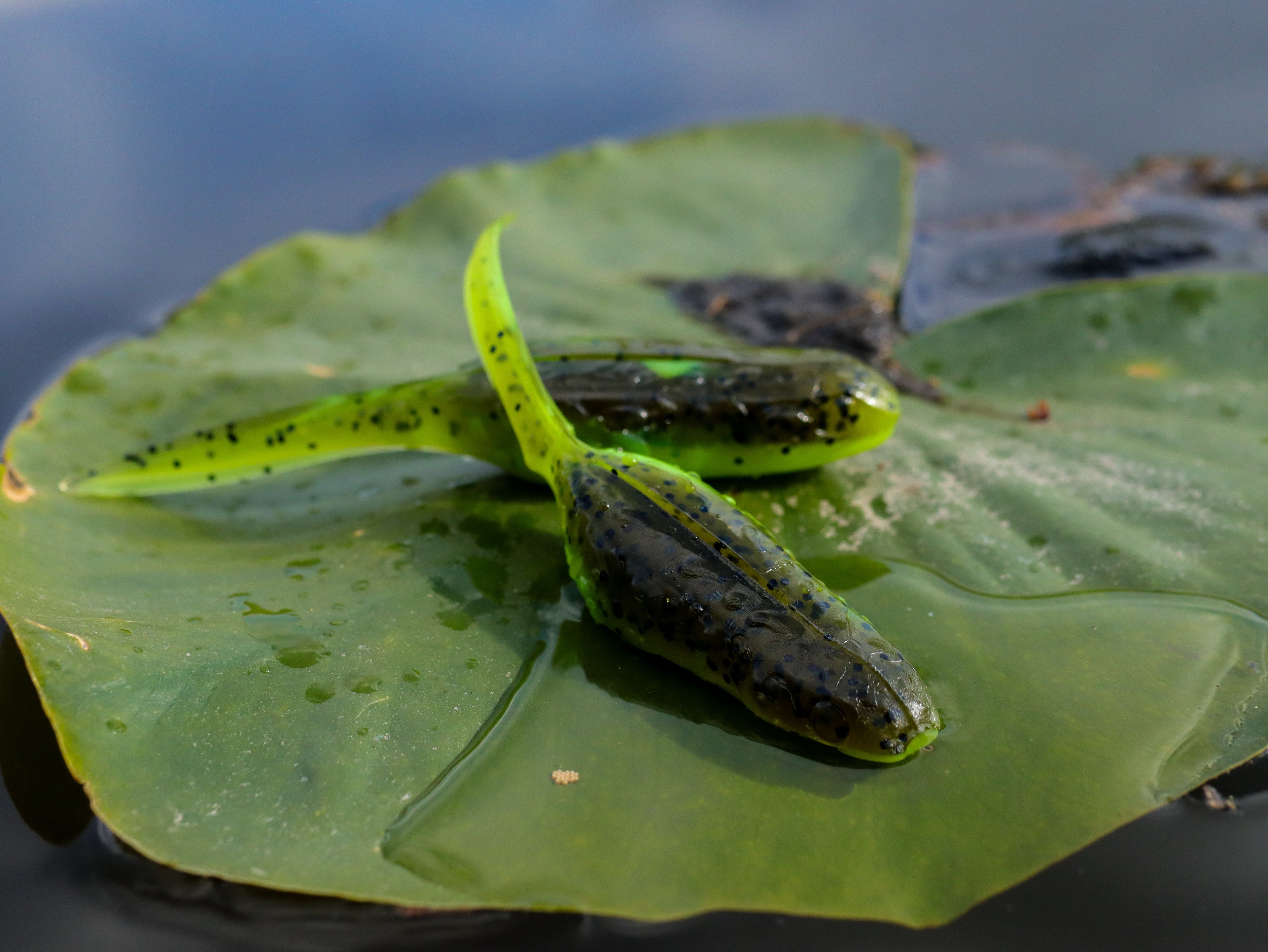 Froglet